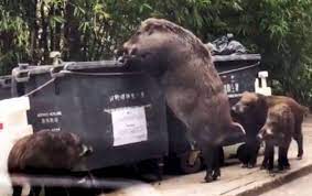 600 lbs hog hogzilla hong kong